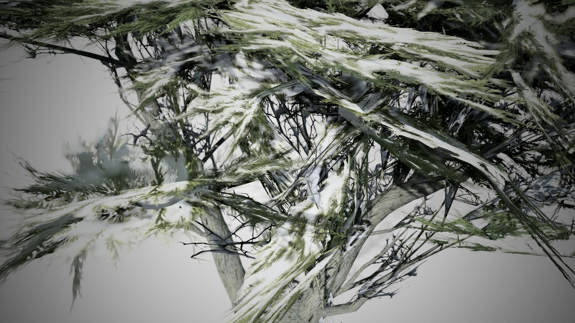 Monterey Cypress Winter Tree Low-poly 3D model_1