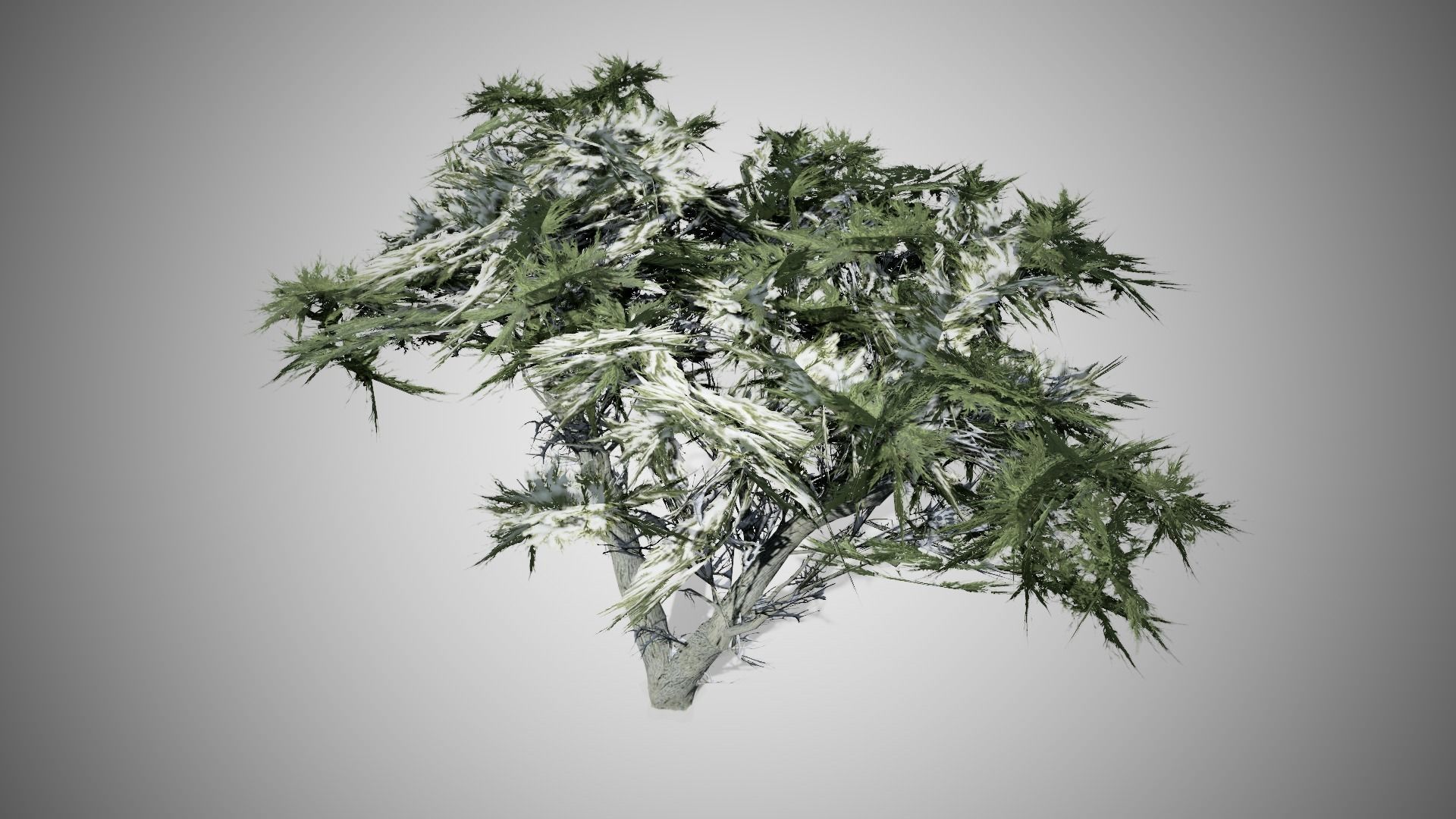 Monterey Cypress Winter Tree Low-poly 3D model_2