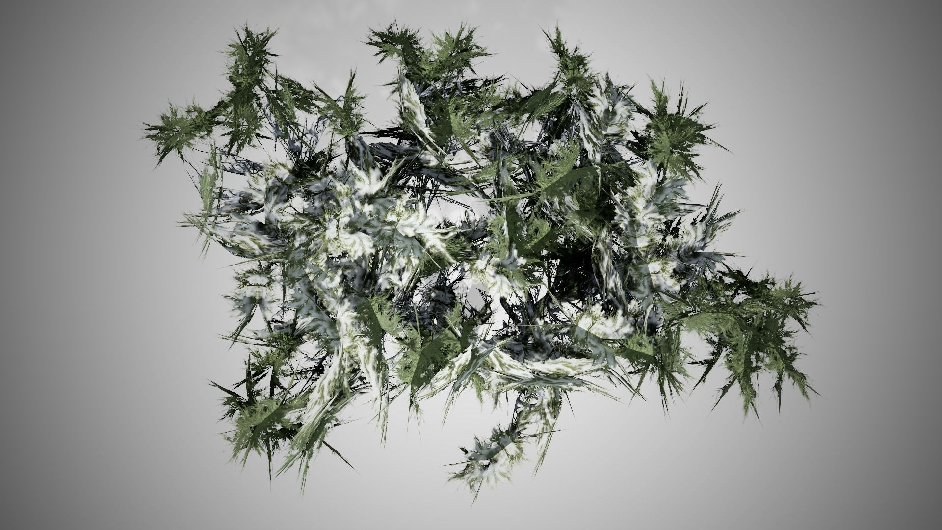 Monterey Cypress Winter Tree Low-poly 3D model_5