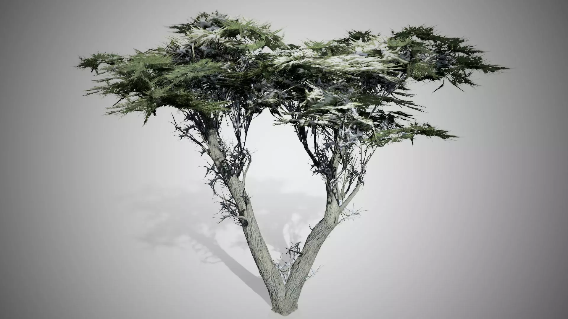 Monterey Cypress Winter Tree Low-poly 3D model_0