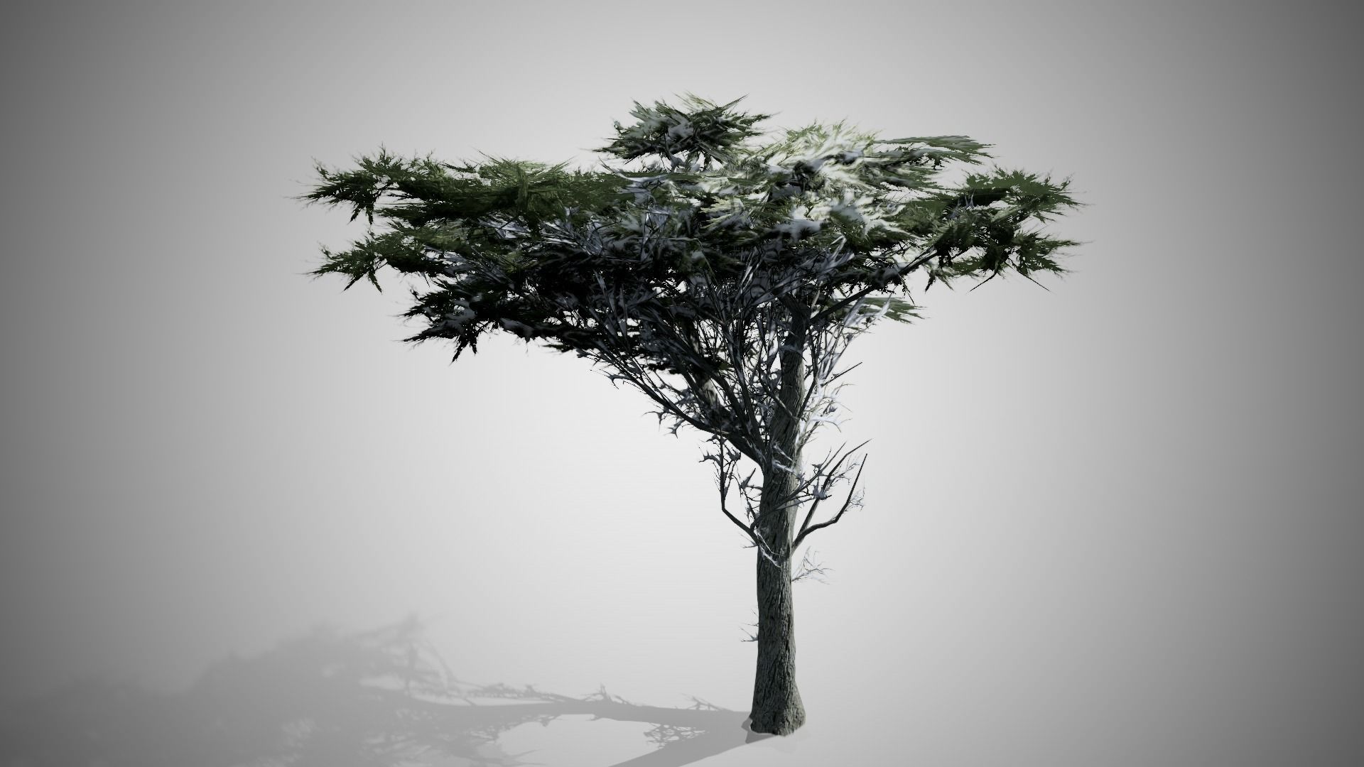 Monterey Cypress Winter Tree Low-poly 3D model_4