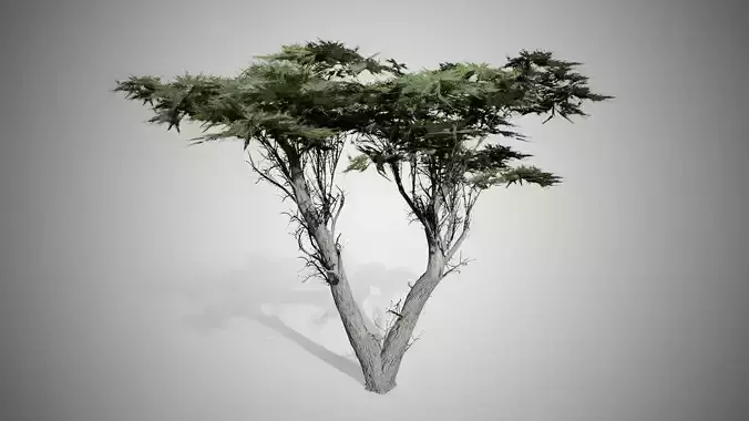 Monterey Cypress Tree Low-poly 3D model