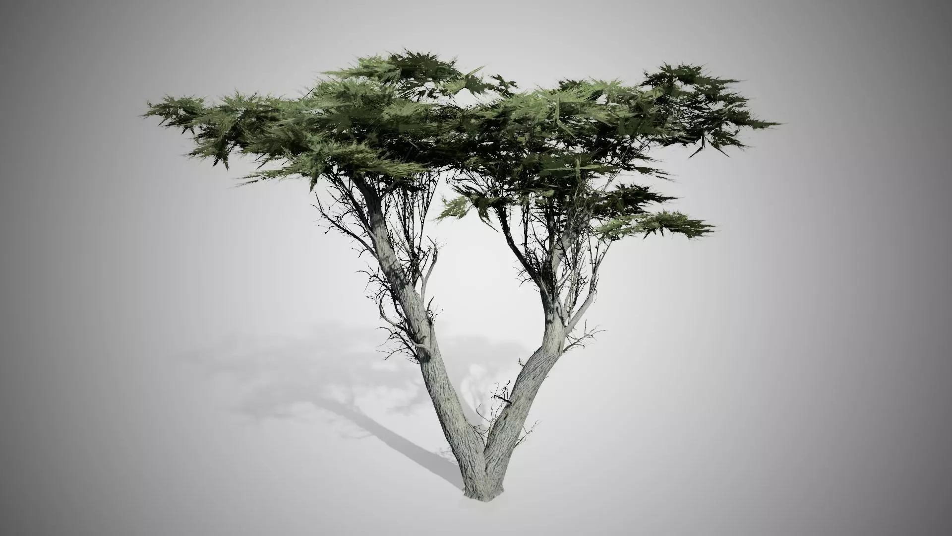 Monterey Cypress Tree Low-poly 3D model_0