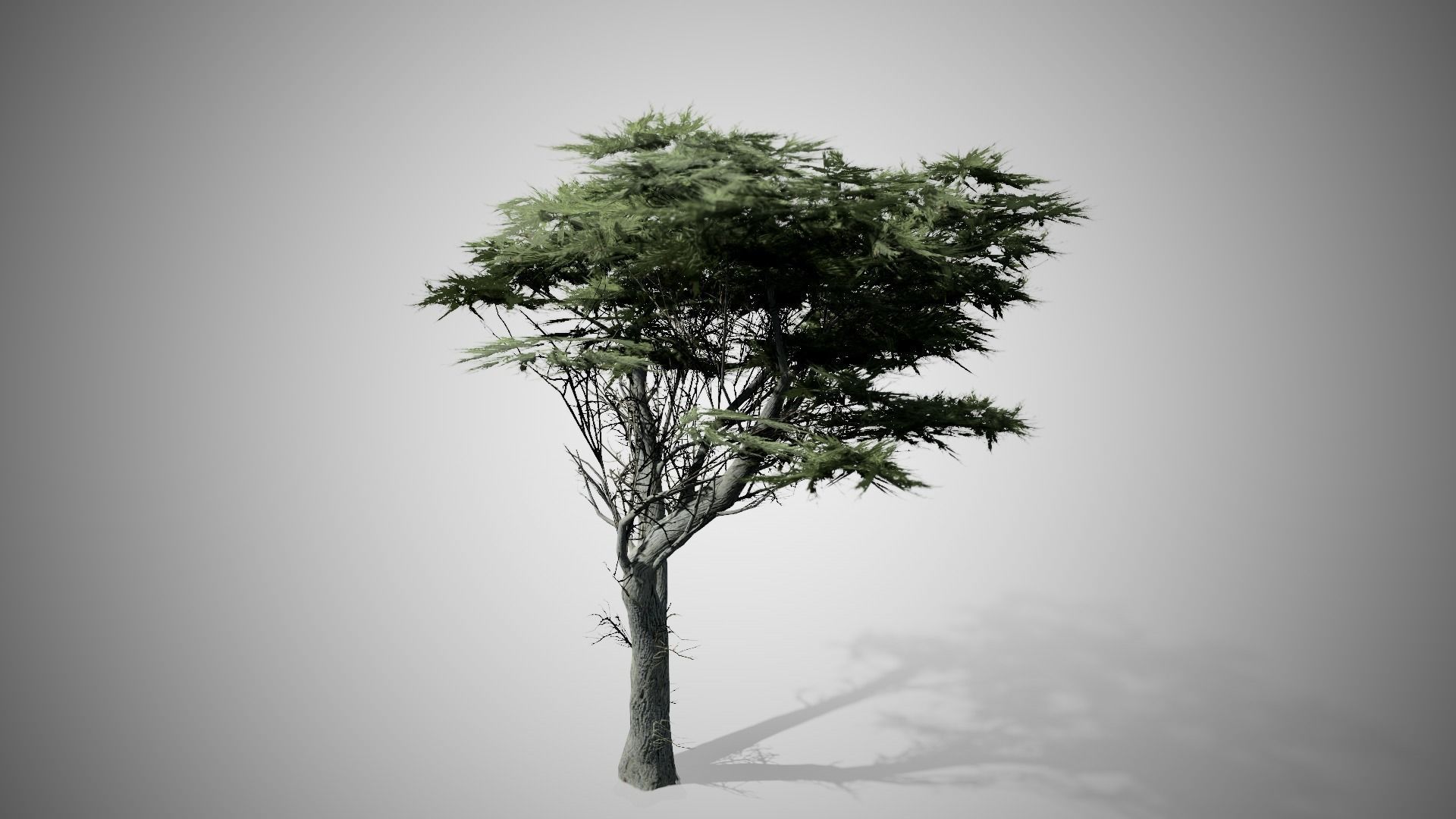 Monterey Cypress Tree Low-poly 3D model_3