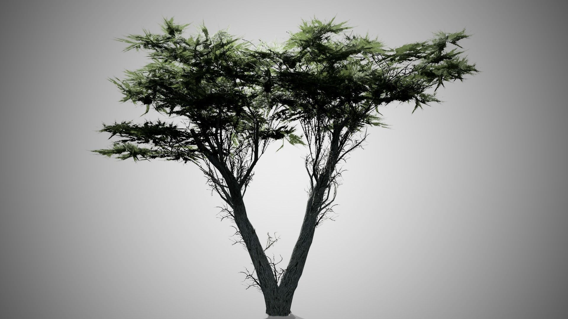Monterey Cypress Tree Low-poly 3D model_5