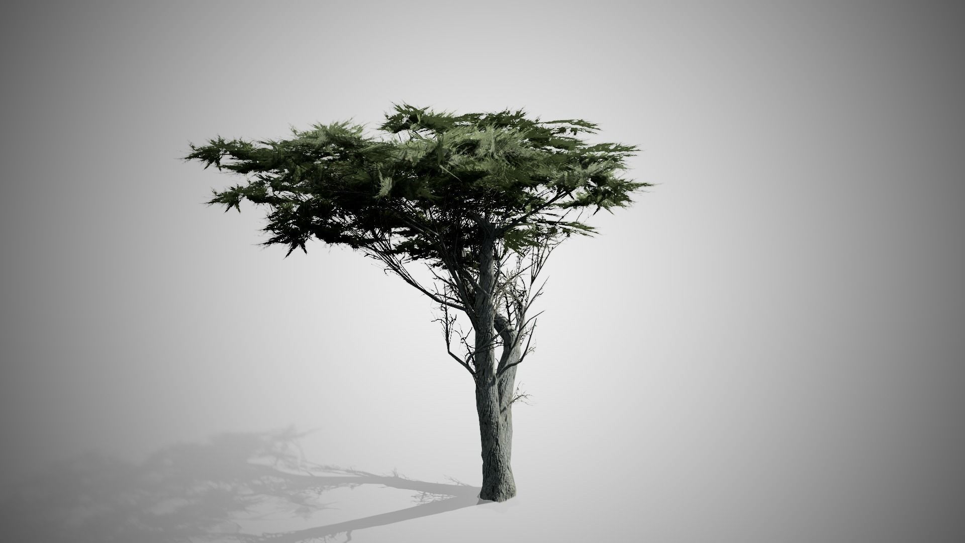 Monterey Cypress Tree Low-poly 3D model_4