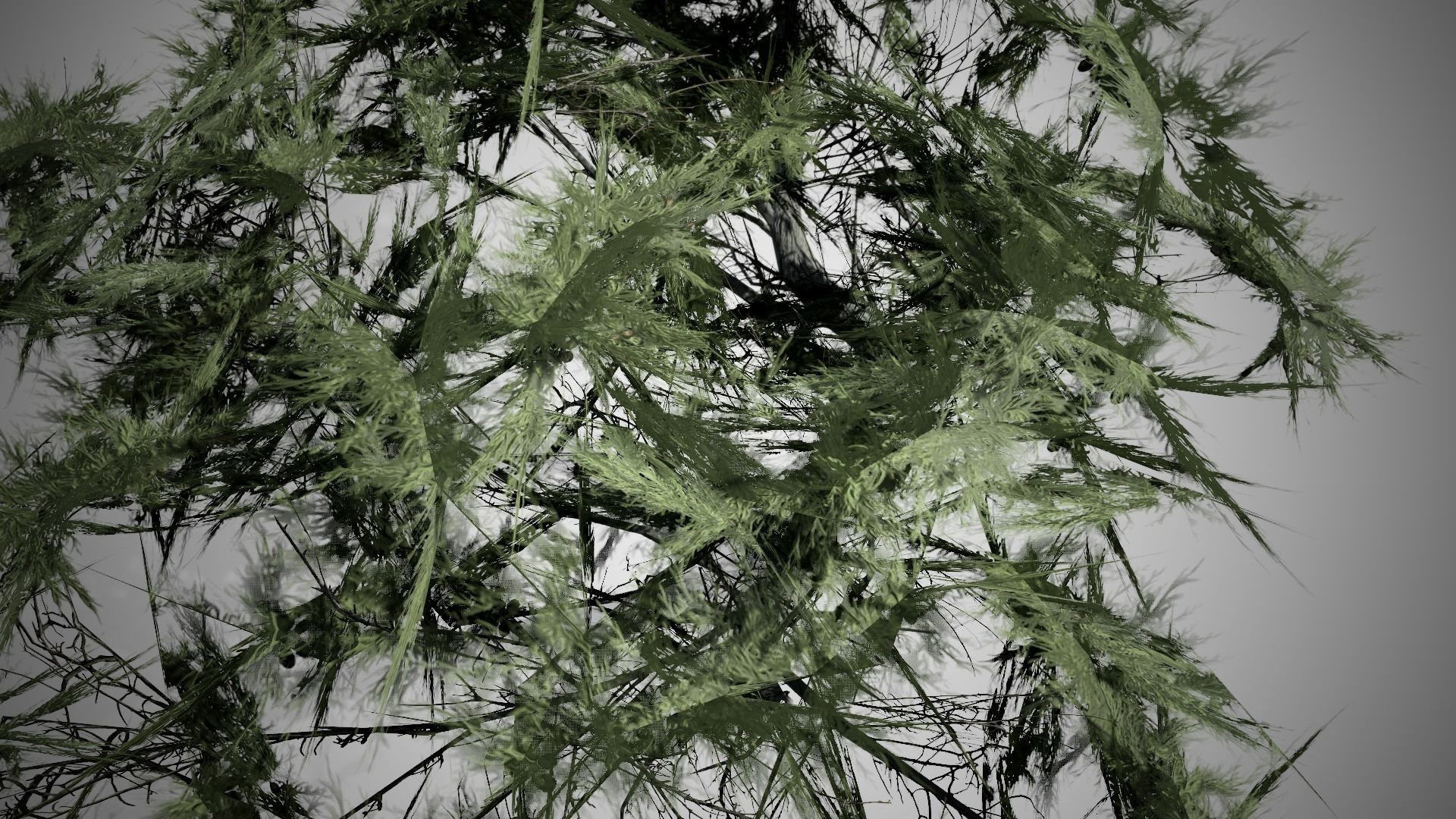 Monterey Cypress Tree Low-poly 3D model_1