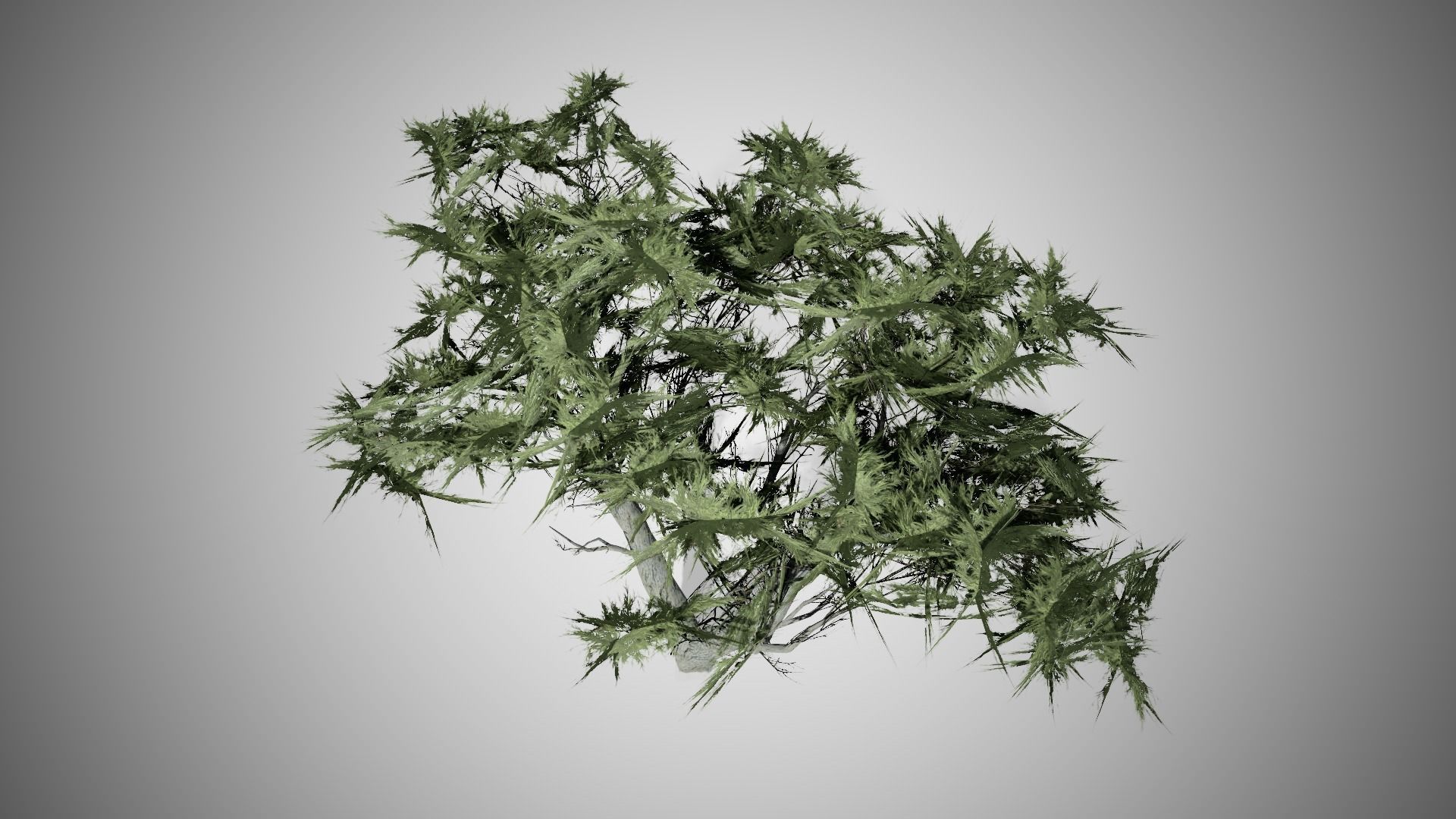 Monterey Cypress Tree Low-poly 3D model_2