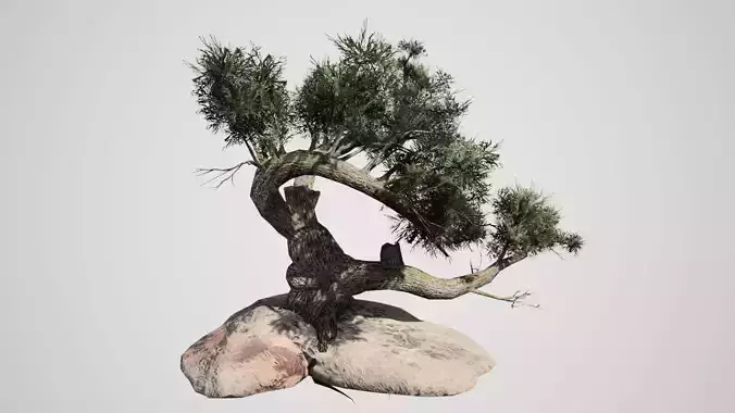 Jeffrey Pine Tree