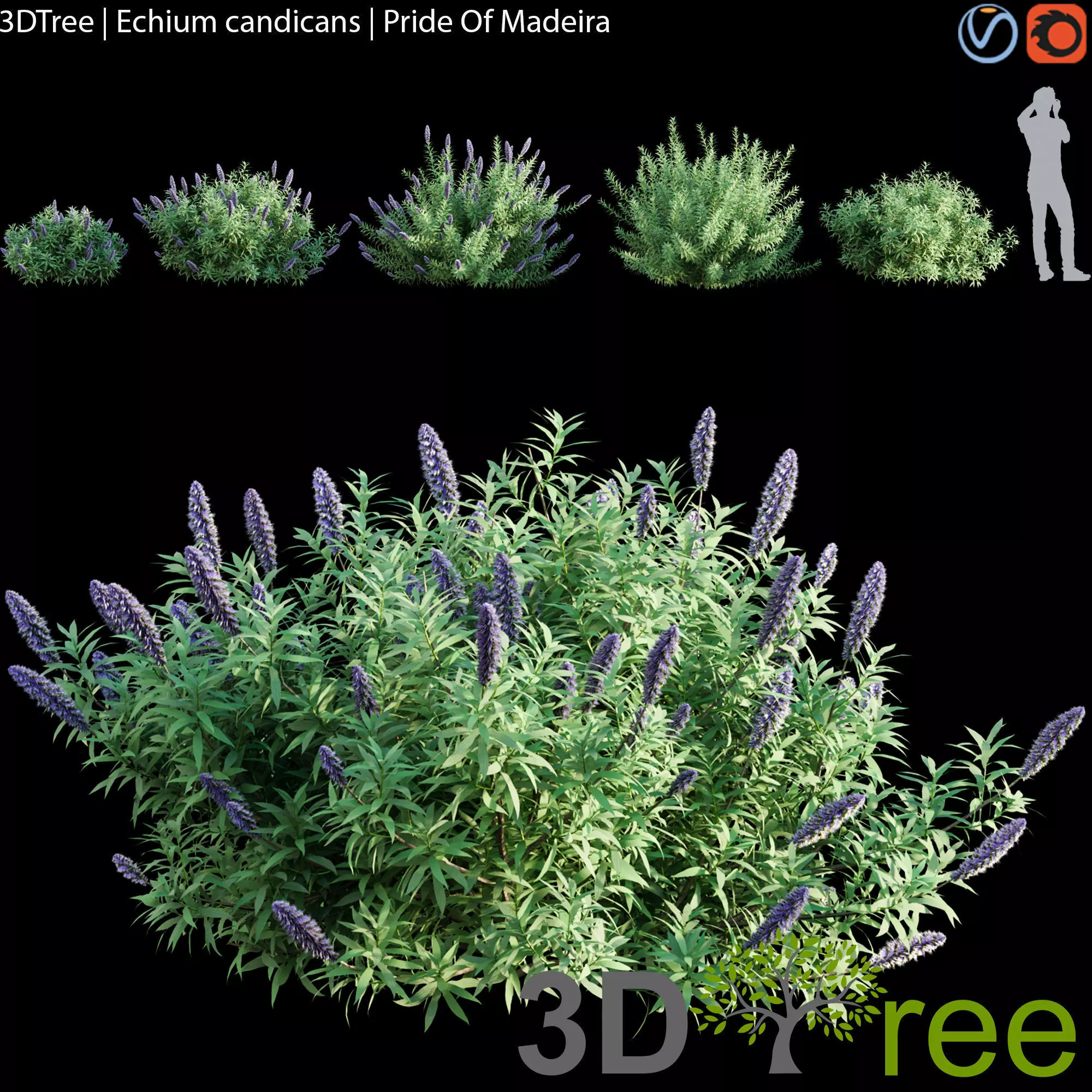 Echium candicans - Pride Of Madeira 3D model_0