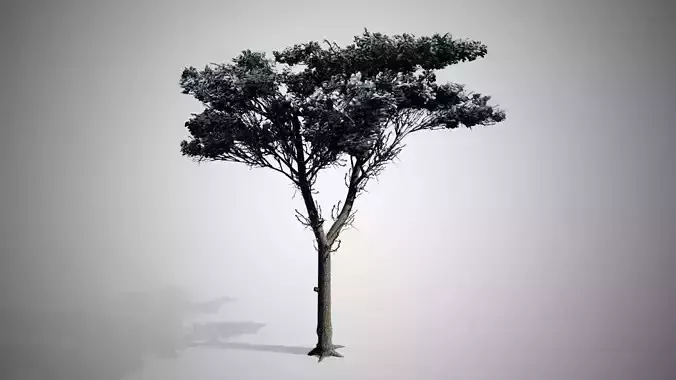 Italian Stone Pine Winter Tree Low-poly 3D model