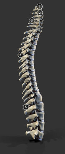 Vertebral Coloumn Low-poly 3D model