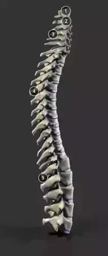 Vertebral Coloumn Low-poly 3D model
