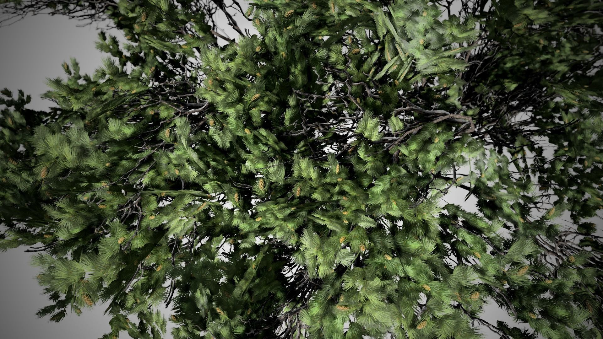 Italian Stone Pine Tree Low-poly 3D model_1