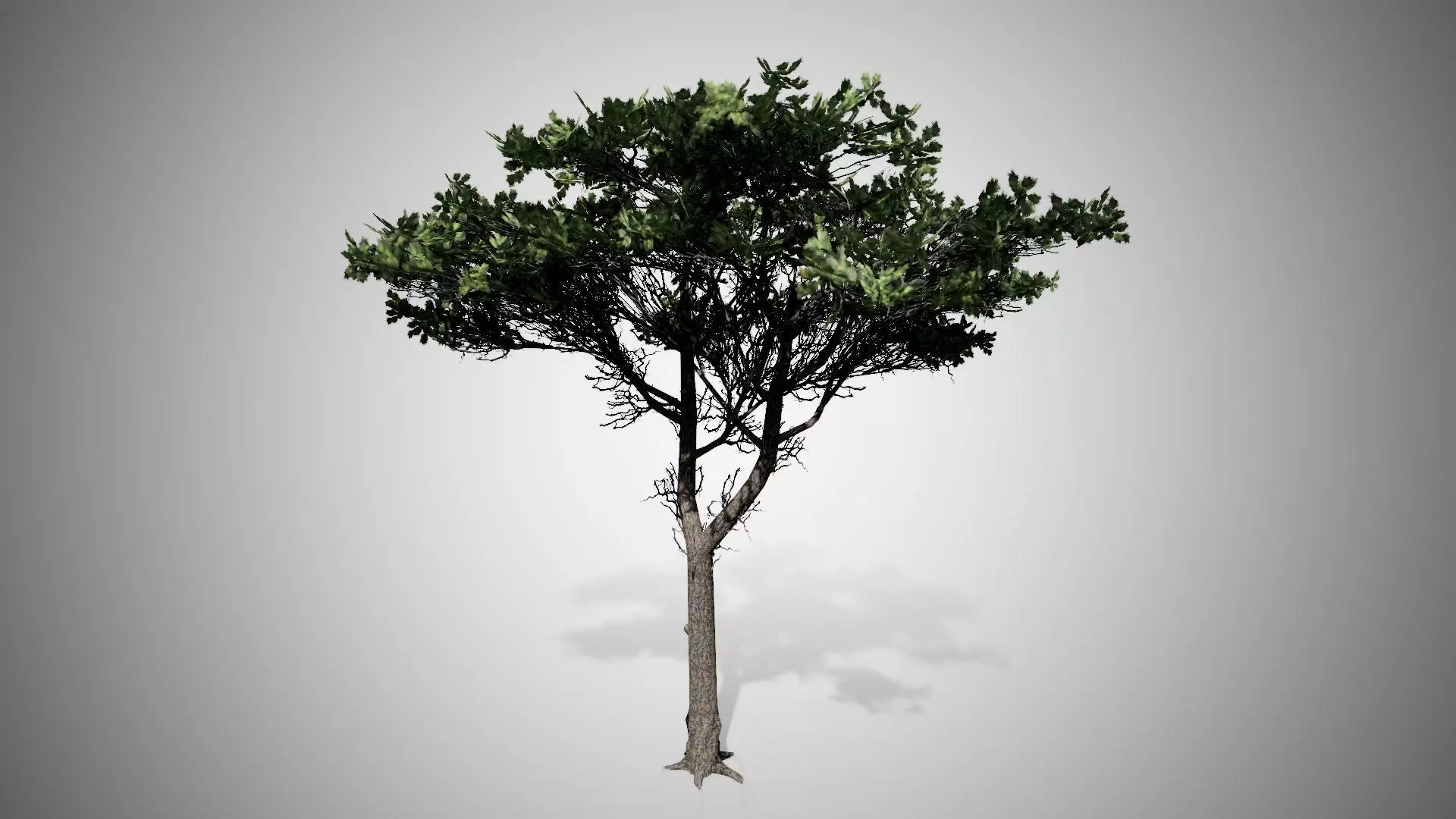 Italian Stone Pine Tree Low-poly 3D model_0