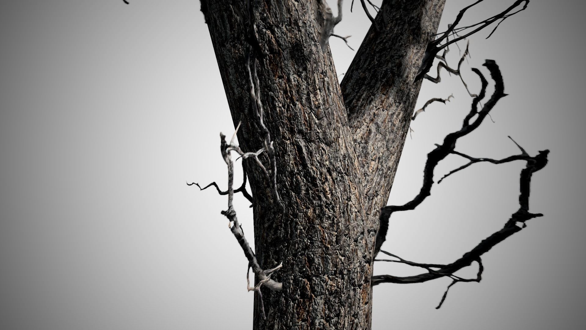 Italian Stone Pine Tree Low-poly 3D model_4