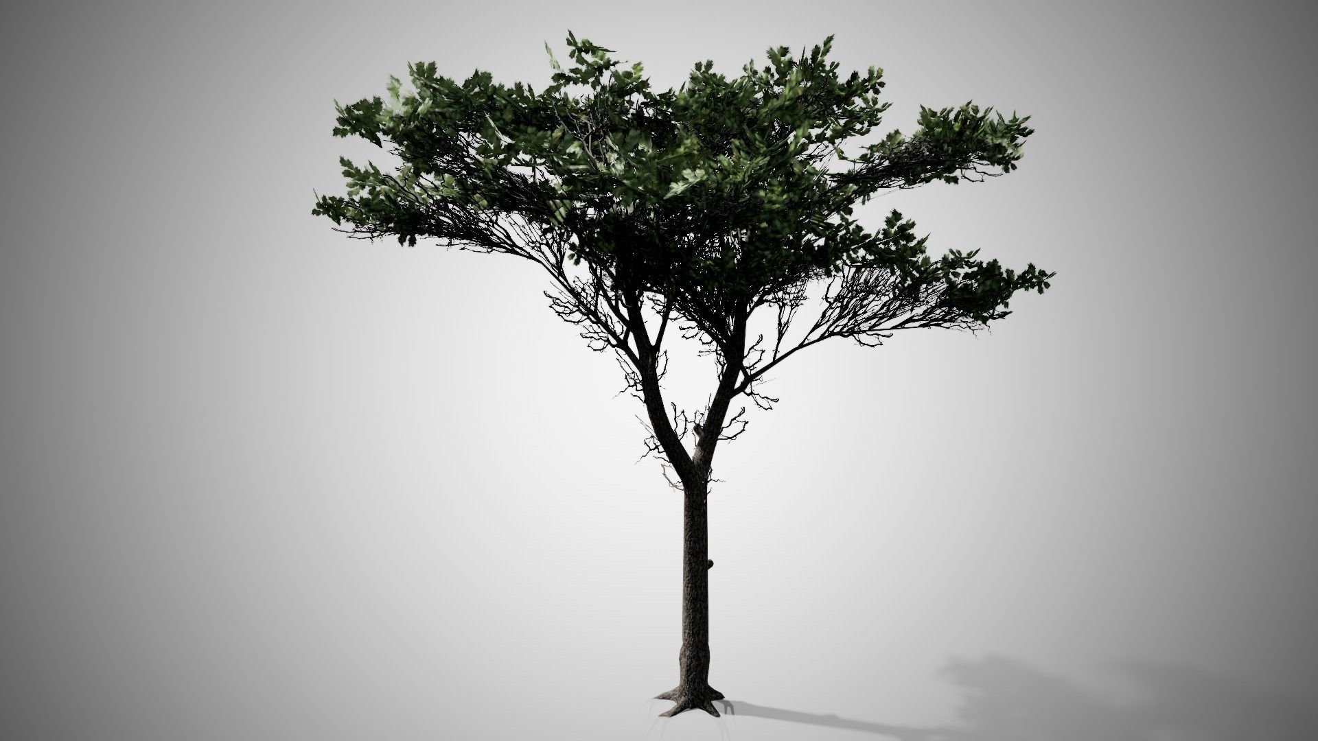Italian Stone Pine Tree Low-poly 3D model_2