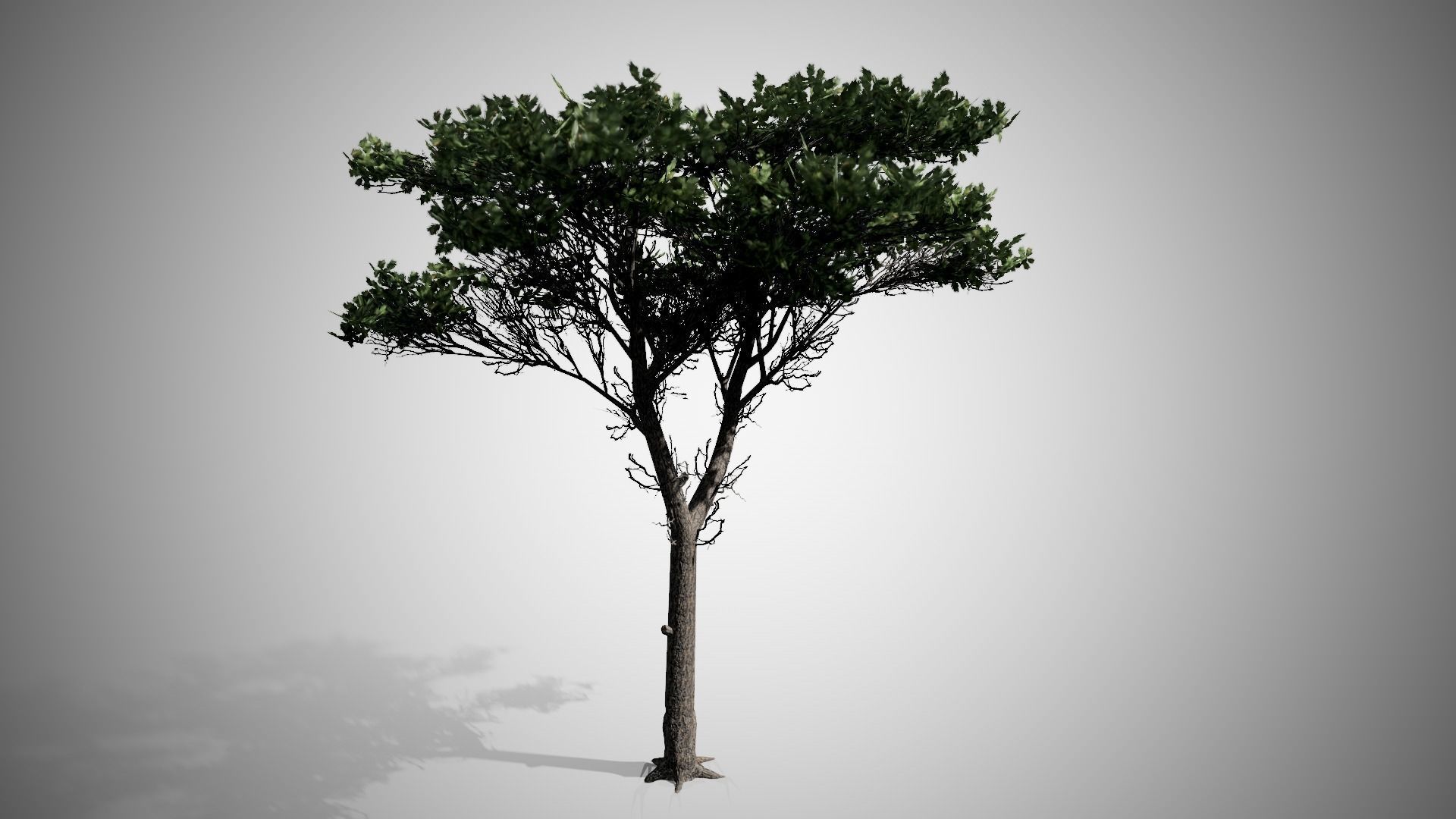 Italian Stone Pine Tree Low-poly 3D model_3