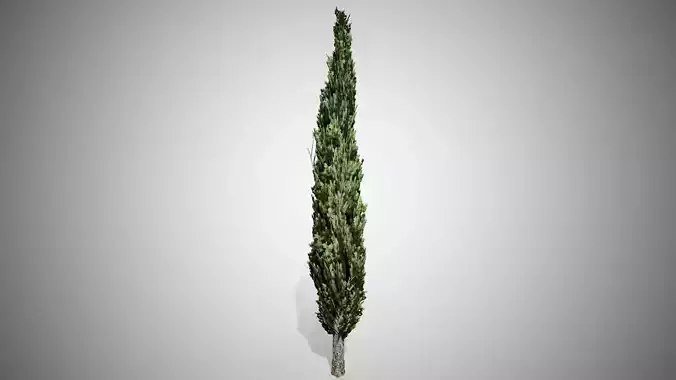 Italian Cypress Tree