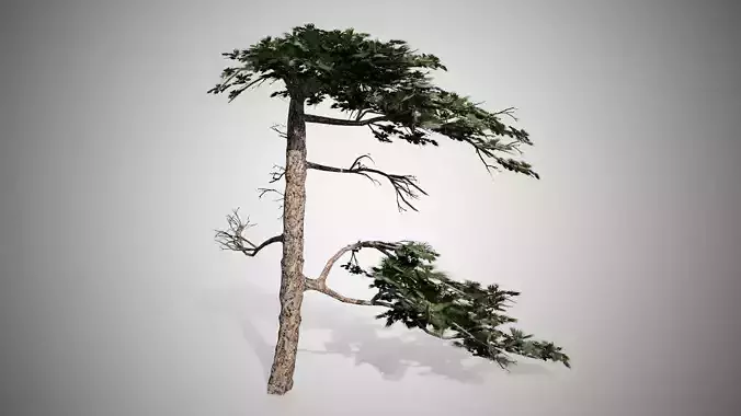 Huangshan Pine Tree