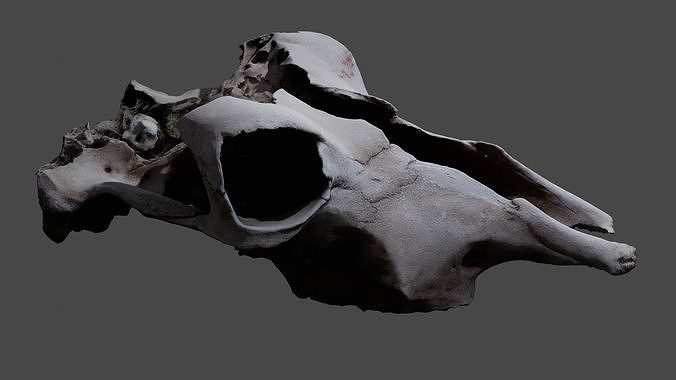 Cow skull 3D model