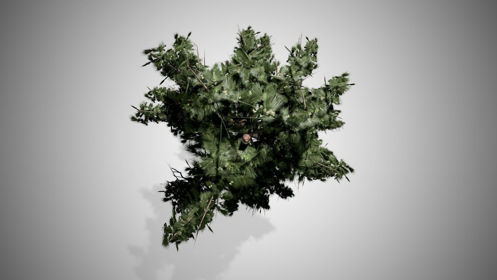 Huangshan Pine Tree Low-poly 3D model_4