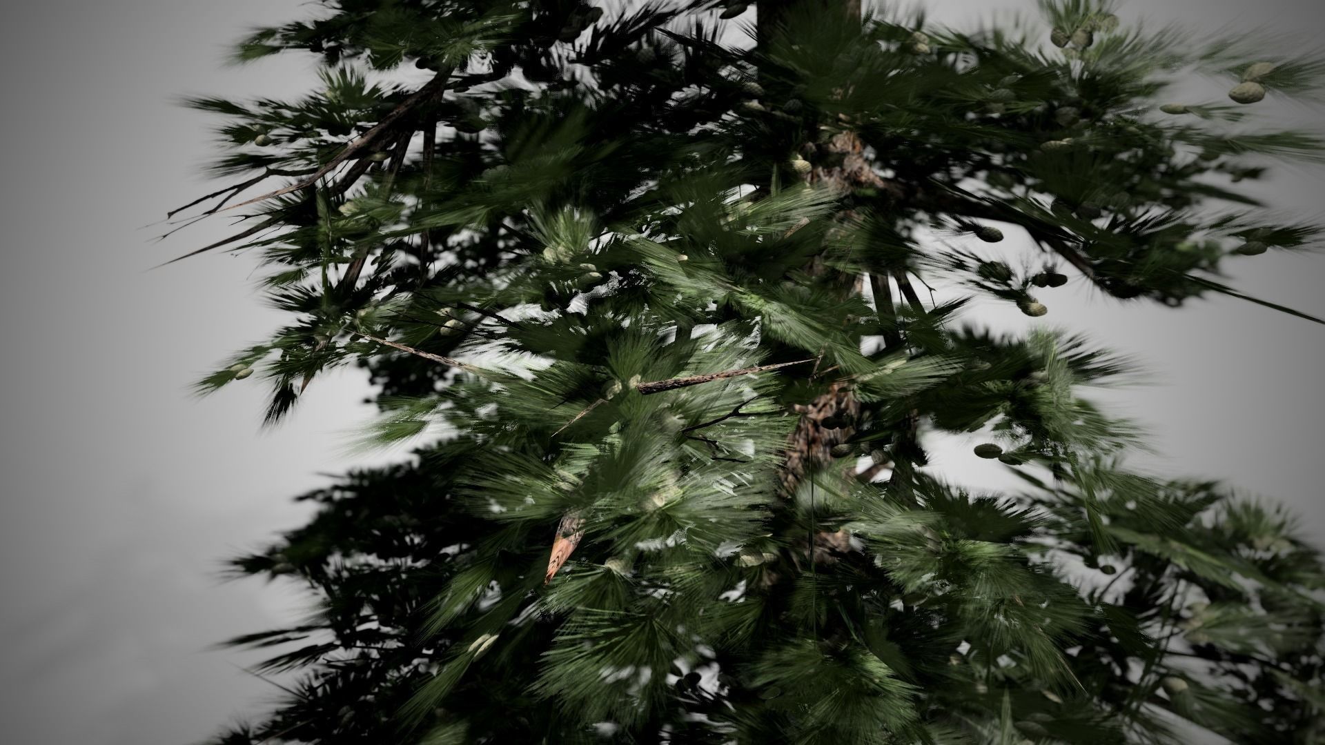 Huangshan Pine Tree Low-poly 3D model_1