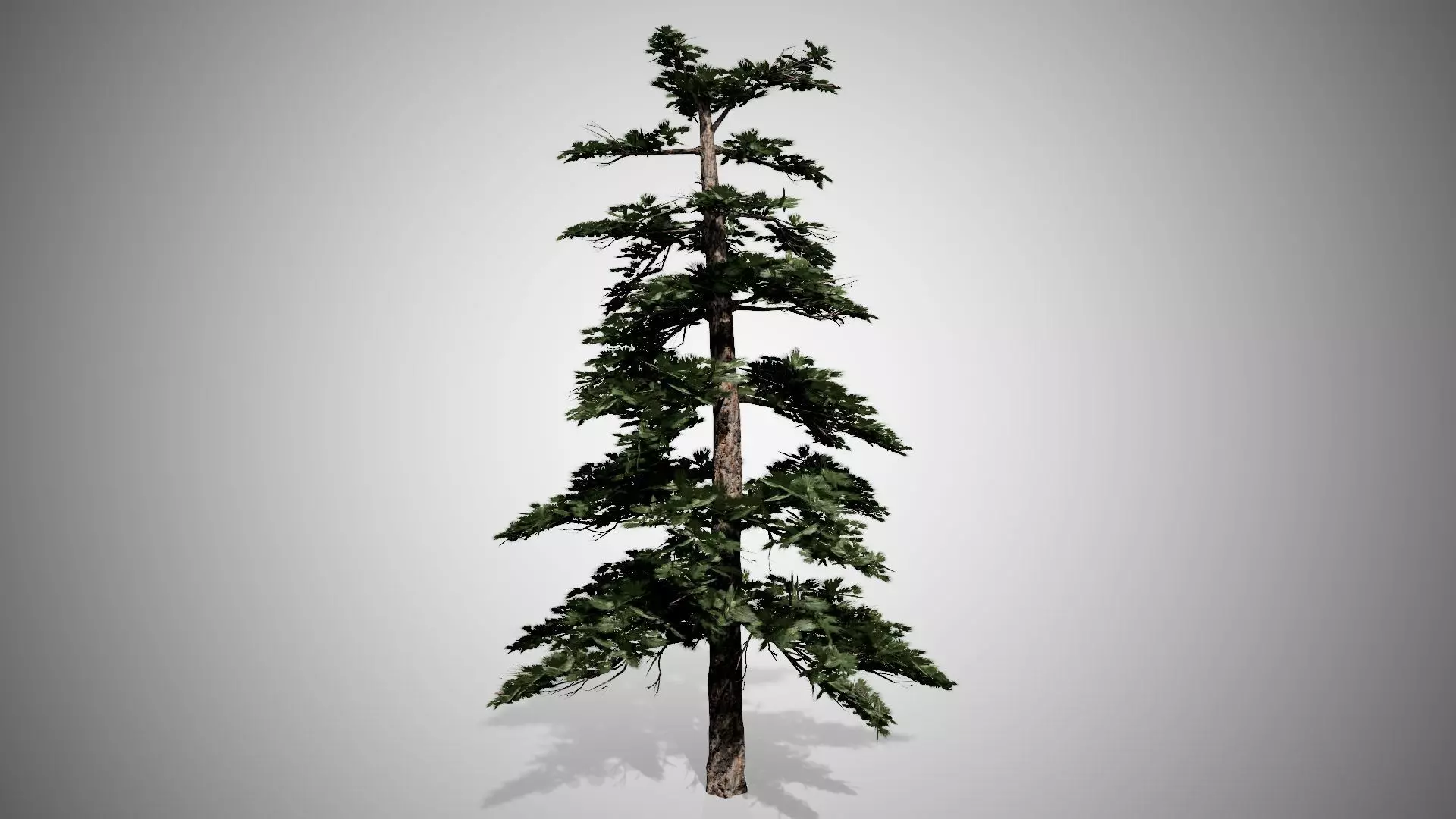 Huangshan Pine Tree Low-poly 3D model_0