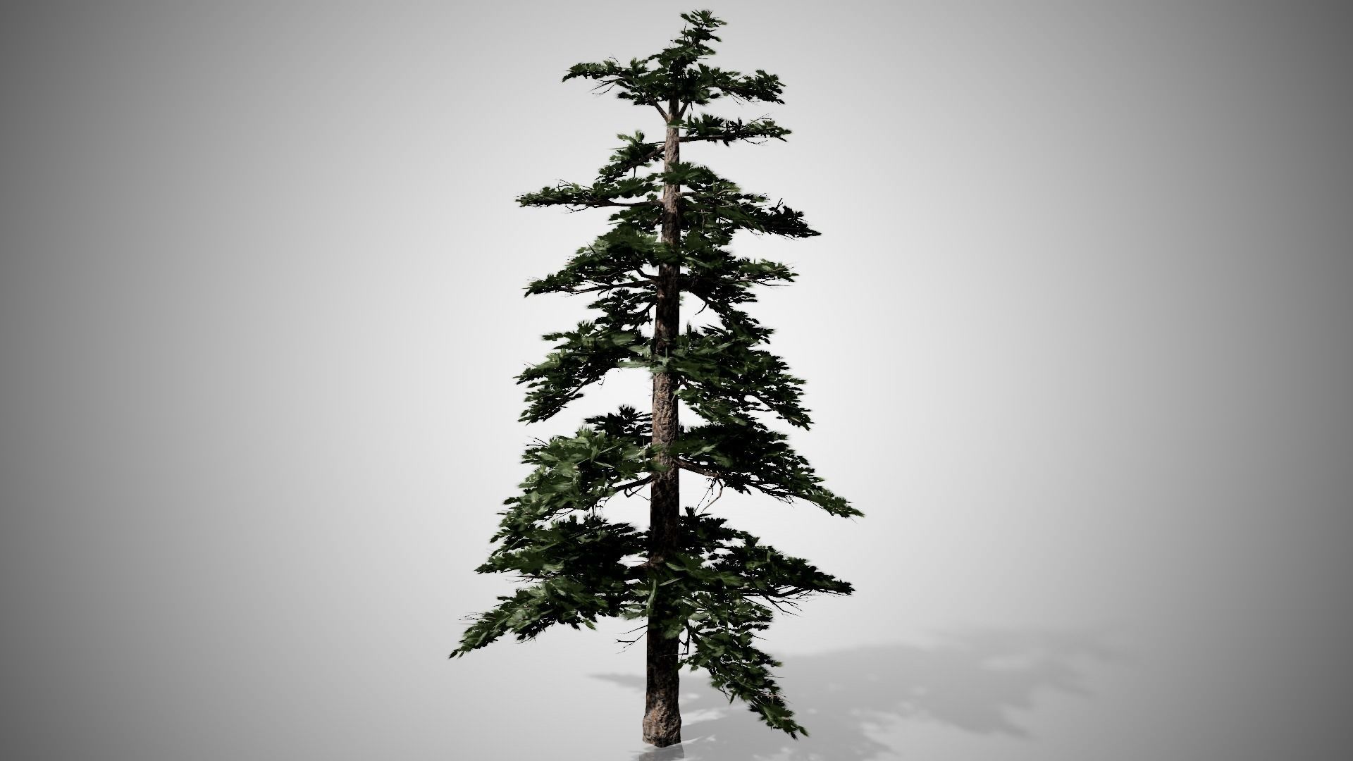 Huangshan Pine Tree Low-poly 3D model_2