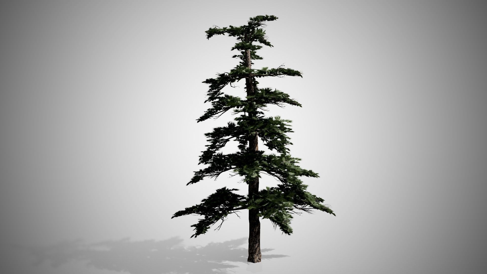 Huangshan Pine Tree Low-poly 3D model_3