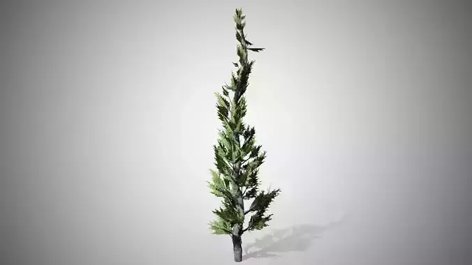 Hollywood Juniper Tree