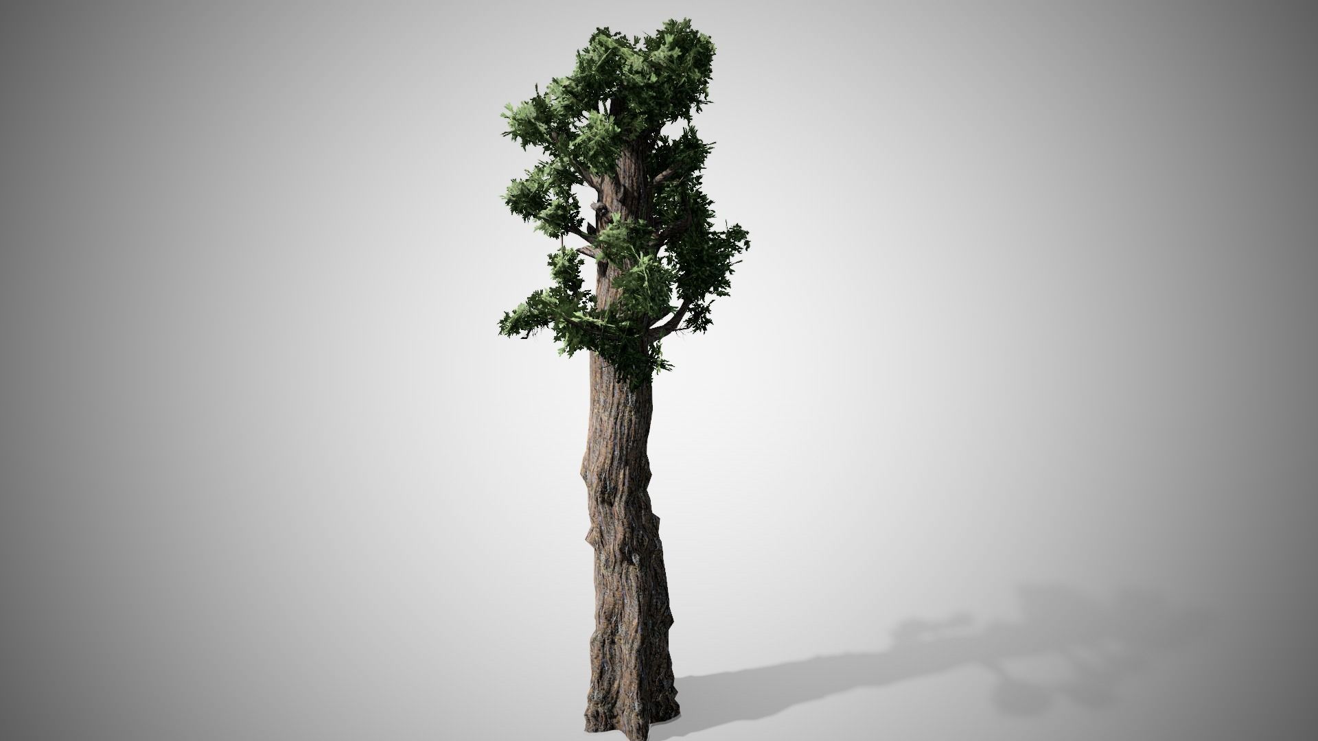 Giant Redwood Low-poly 3D model_2