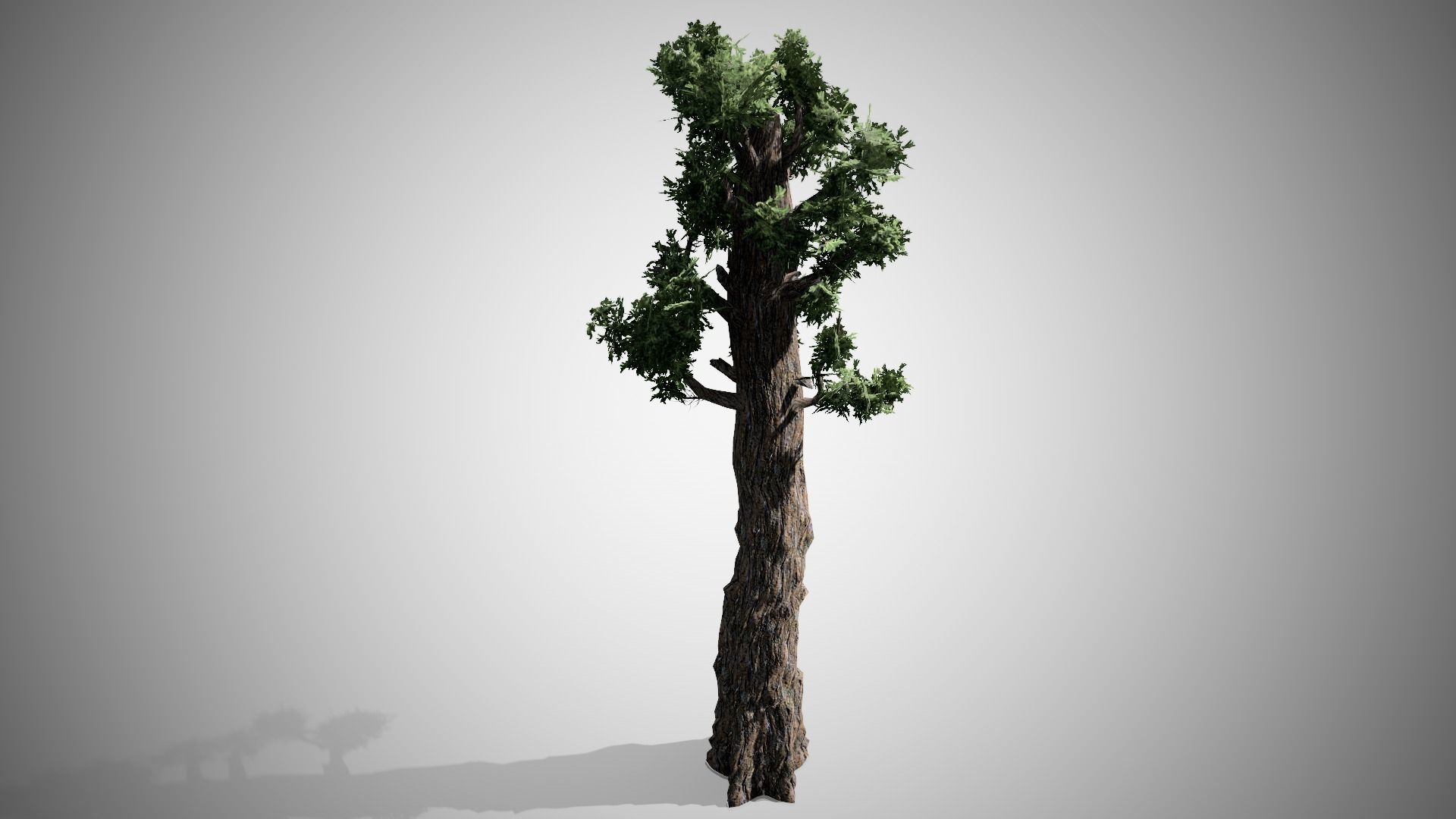 Giant Redwood Low-poly 3D model_3