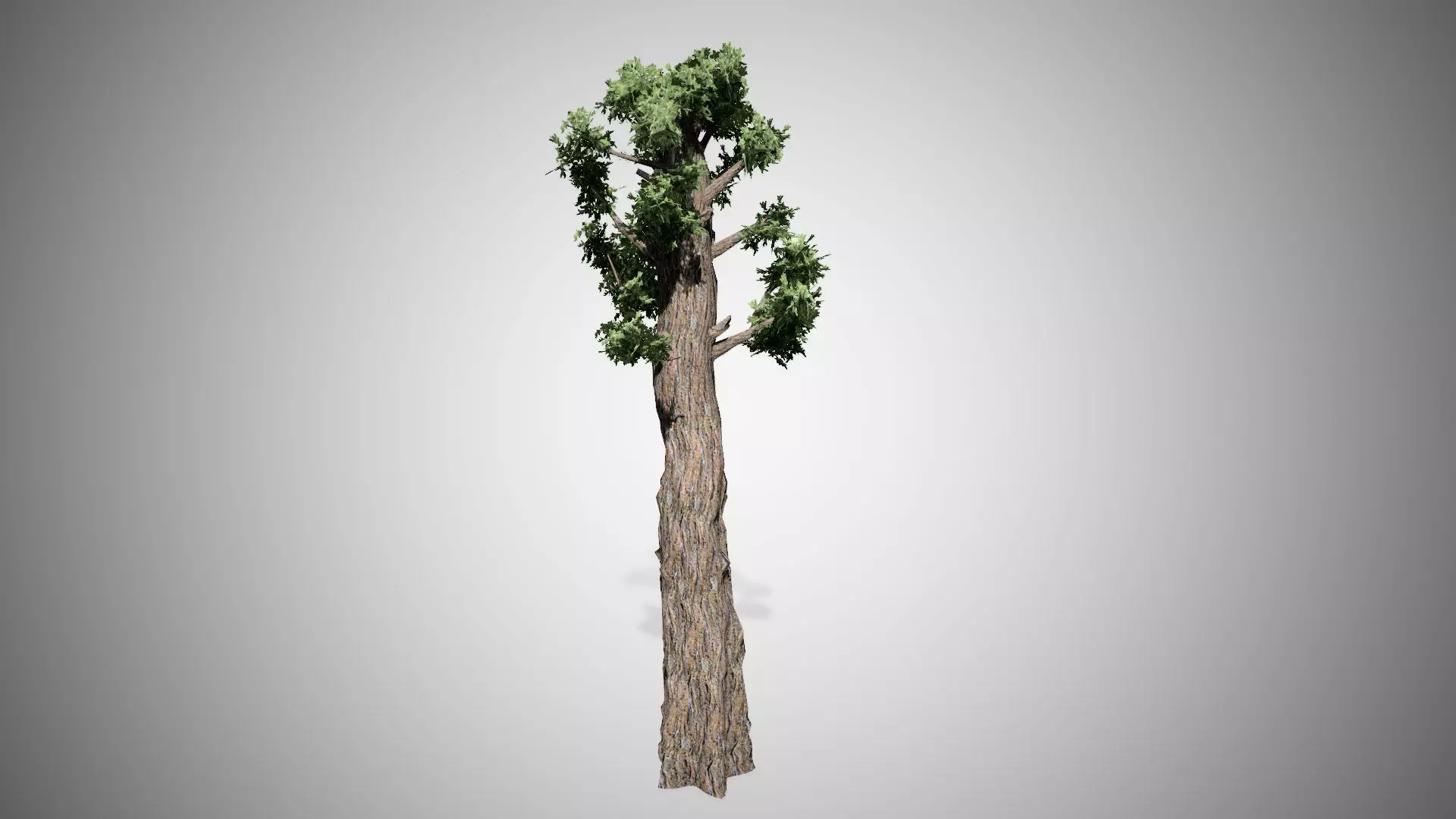 Giant Redwood Low-poly 3D model_0