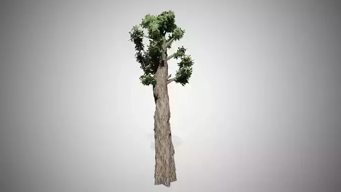 Giant Redwood Low-poly 3D model