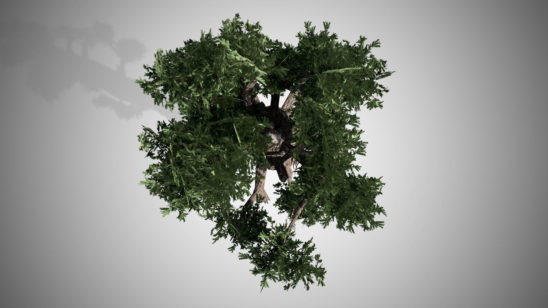 Giant Redwood Low-poly 3D model_4
