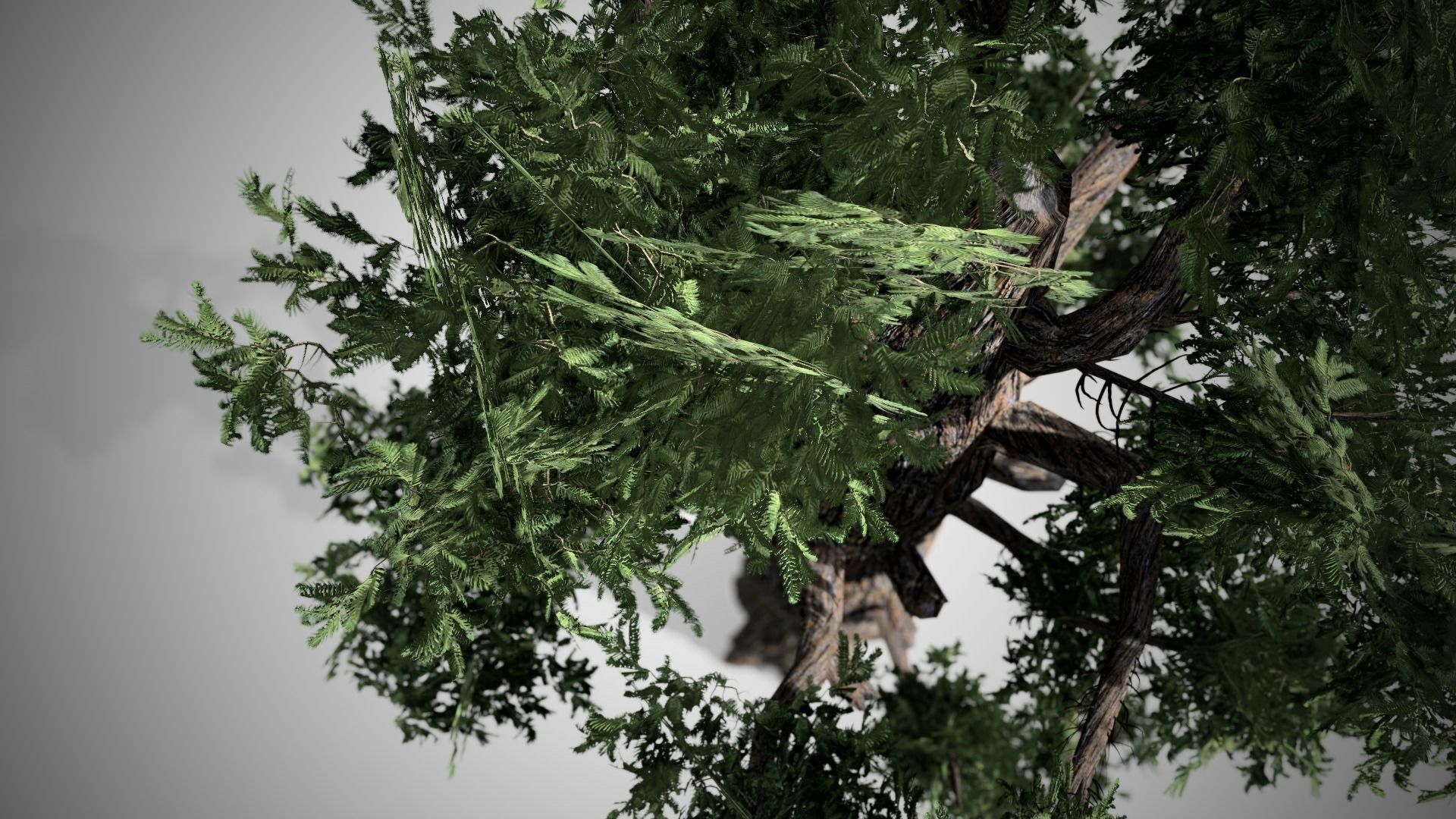 Giant Redwood Low-poly 3D model_1