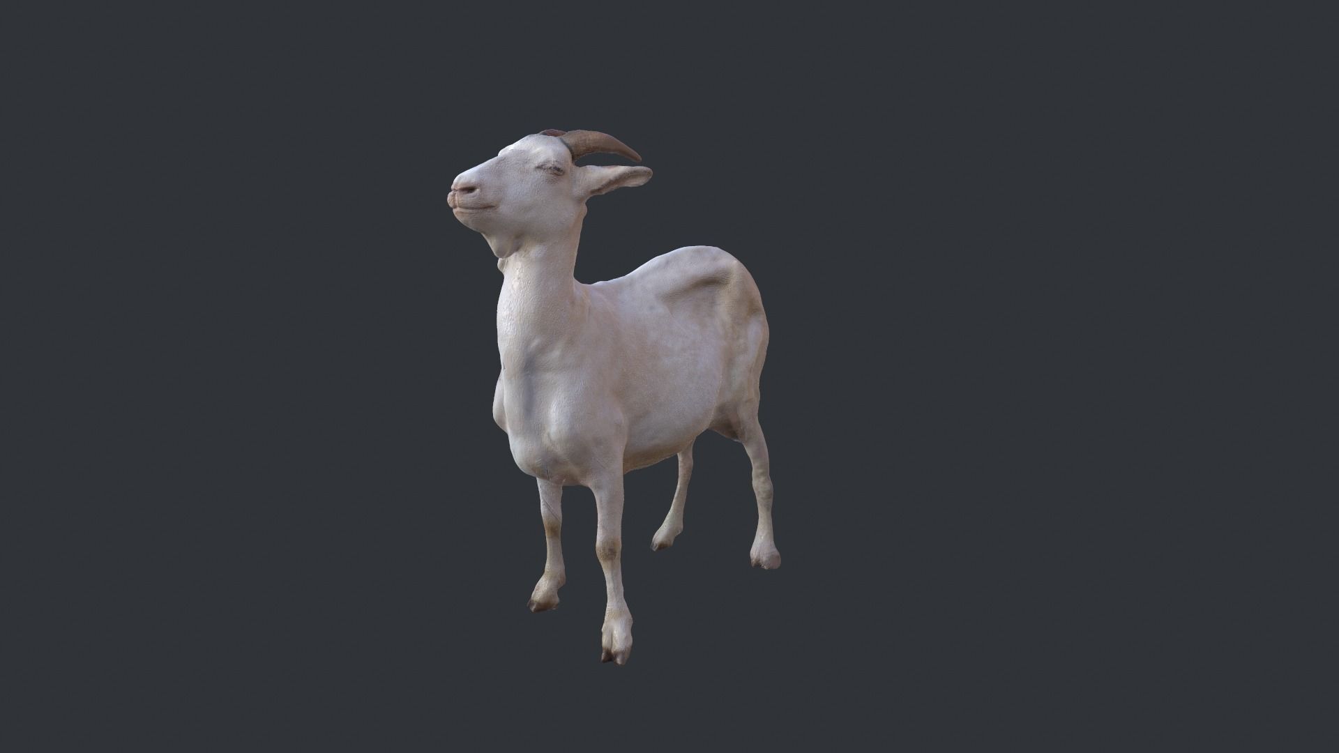 3d Goat Model 3D model_2
