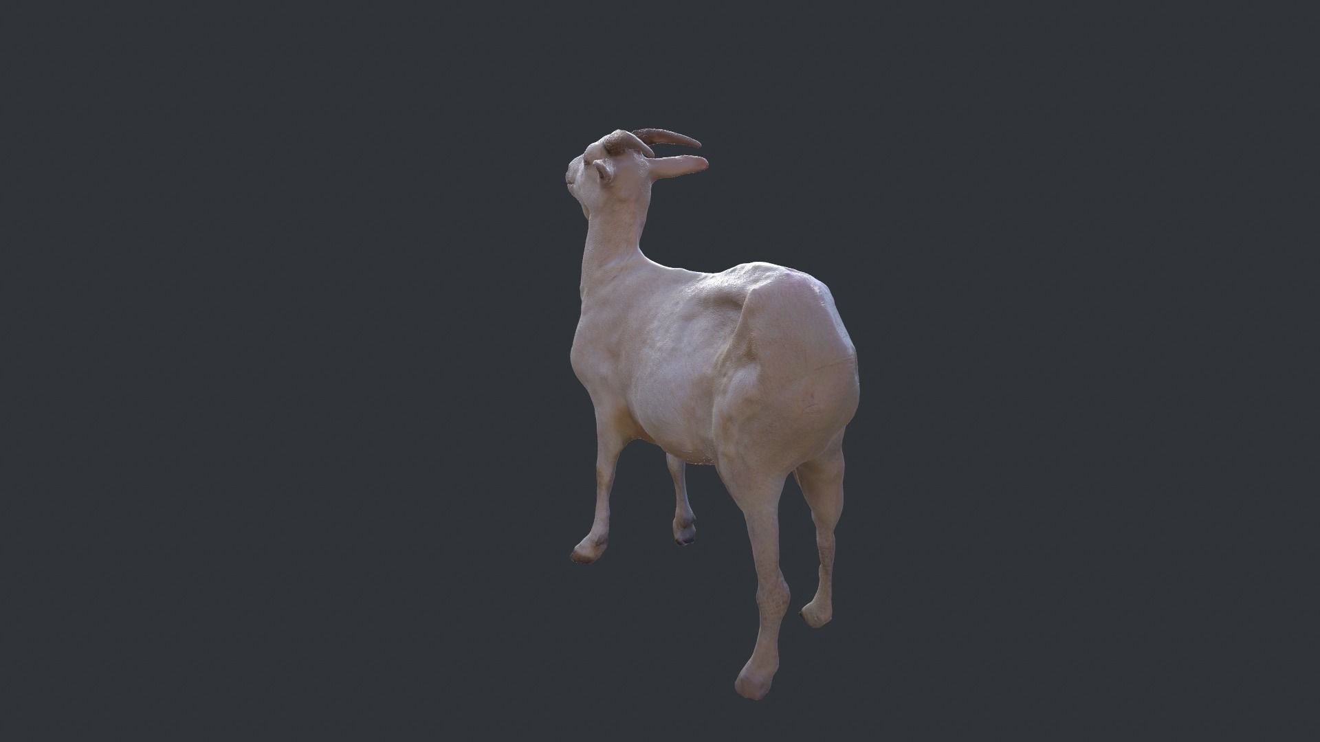 3d Goat Model 3D model_3