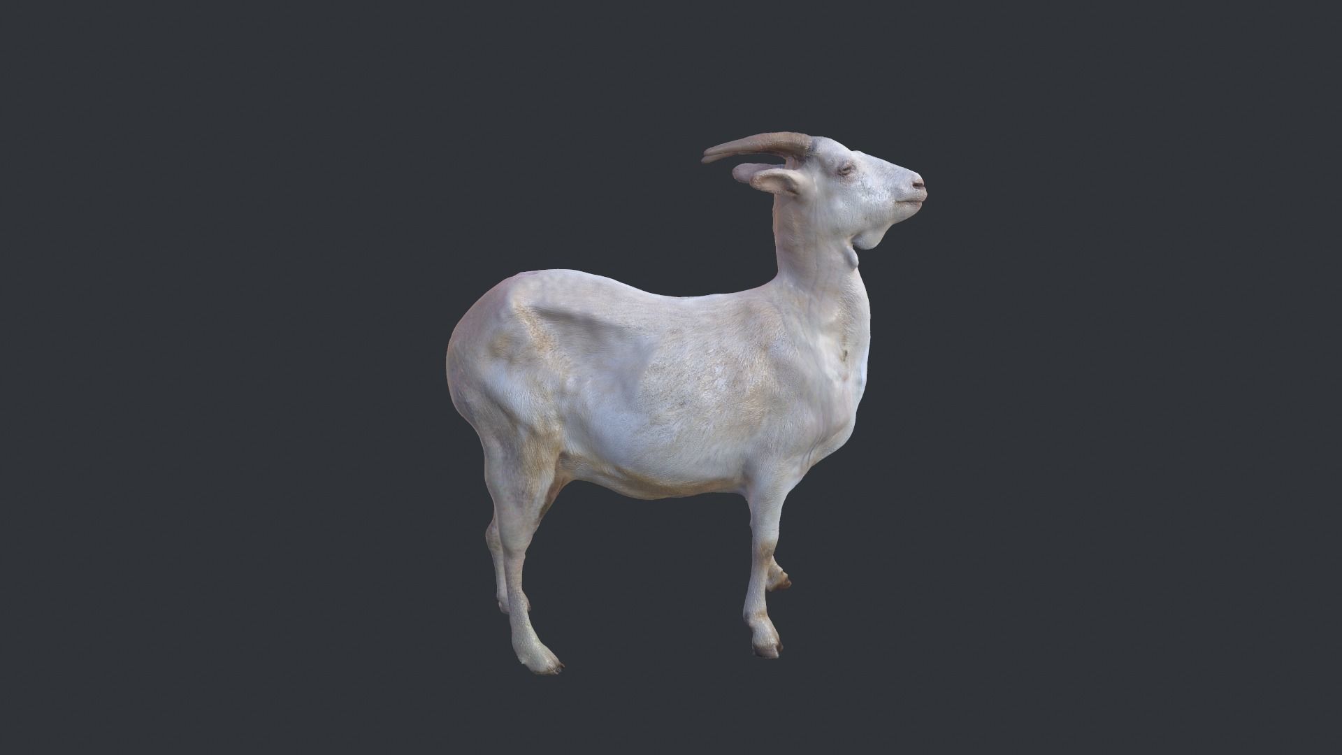 3d Goat Model 3D model_0