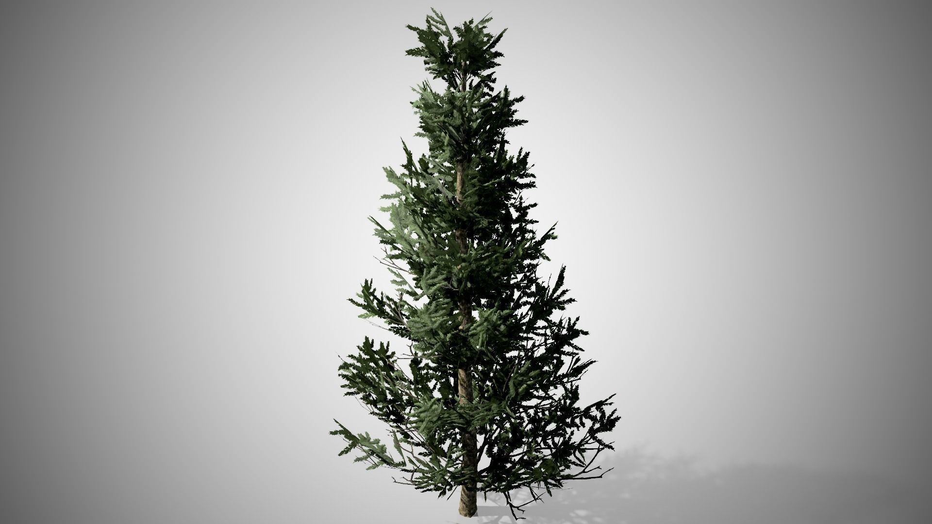 Fraser Fir Tree Low-poly 3D model_3