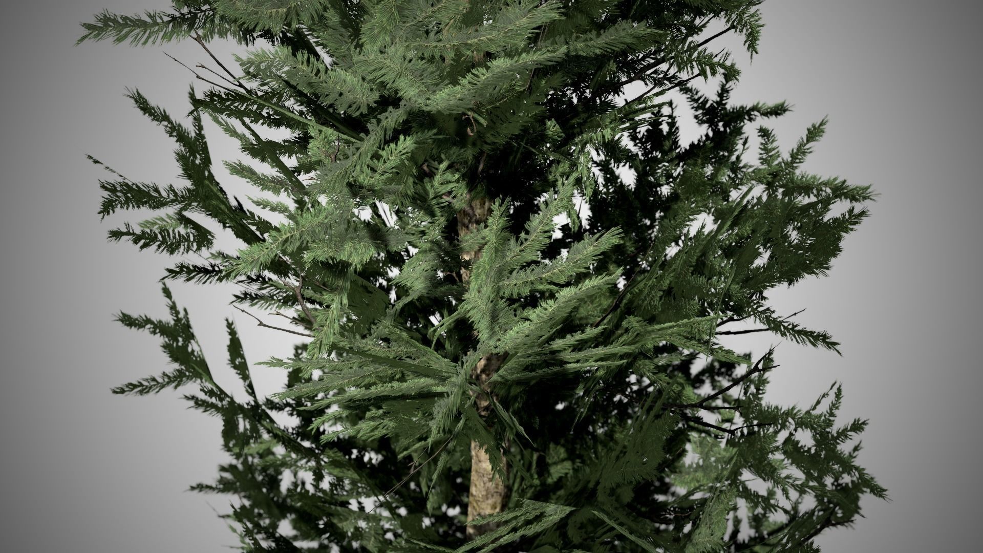 Fraser Fir Tree Low-poly 3D model_1