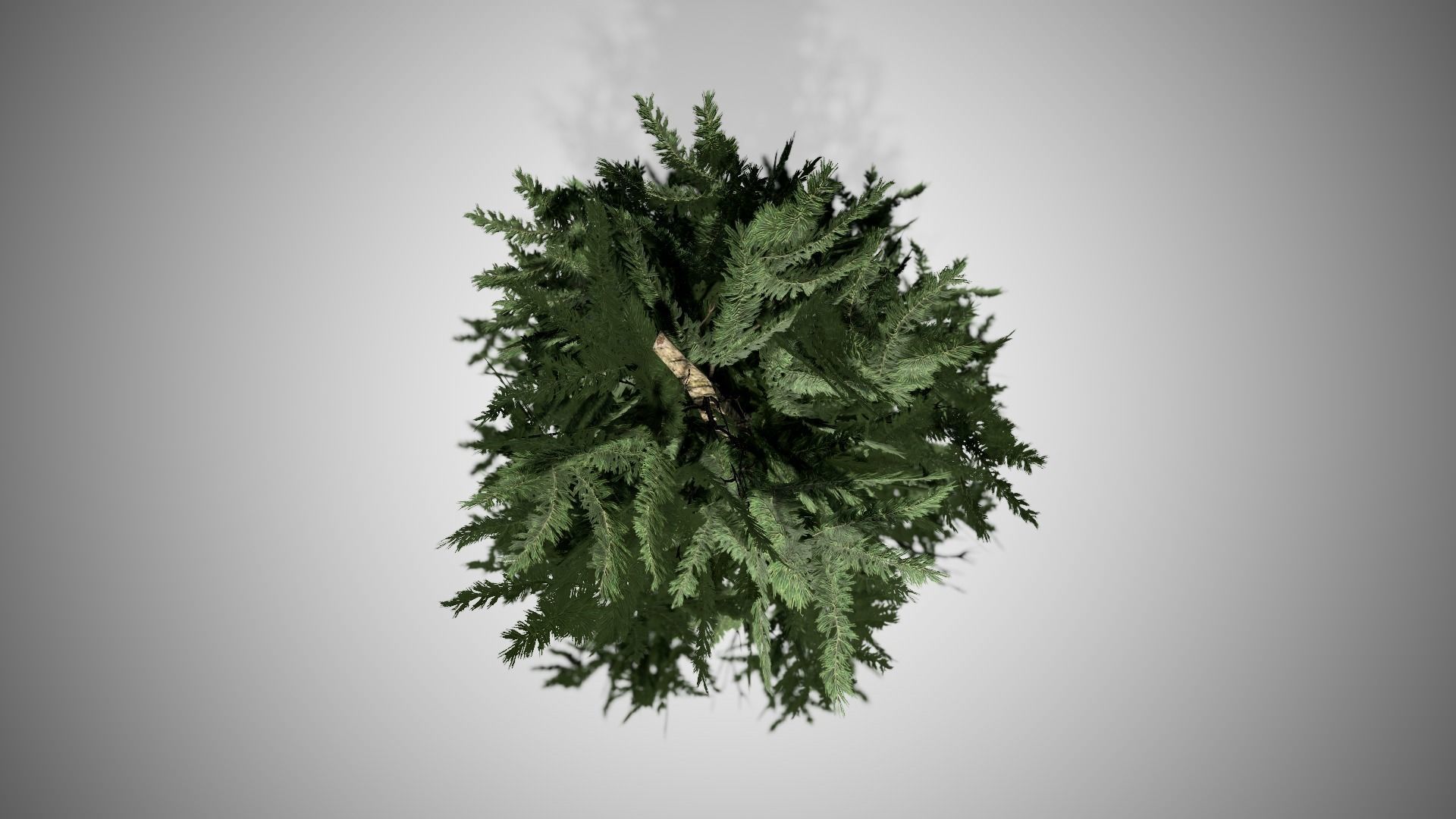 Fraser Fir Tree Low-poly 3D model_4