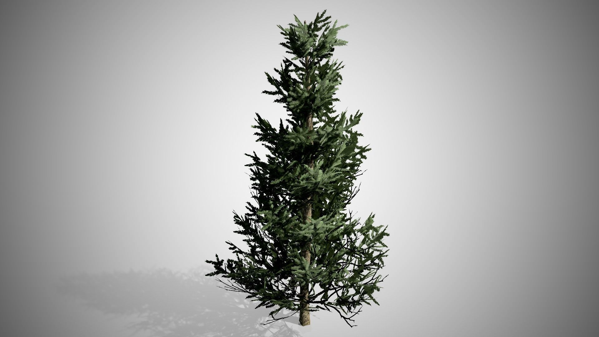 Fraser Fir Tree Low-poly 3D model_2