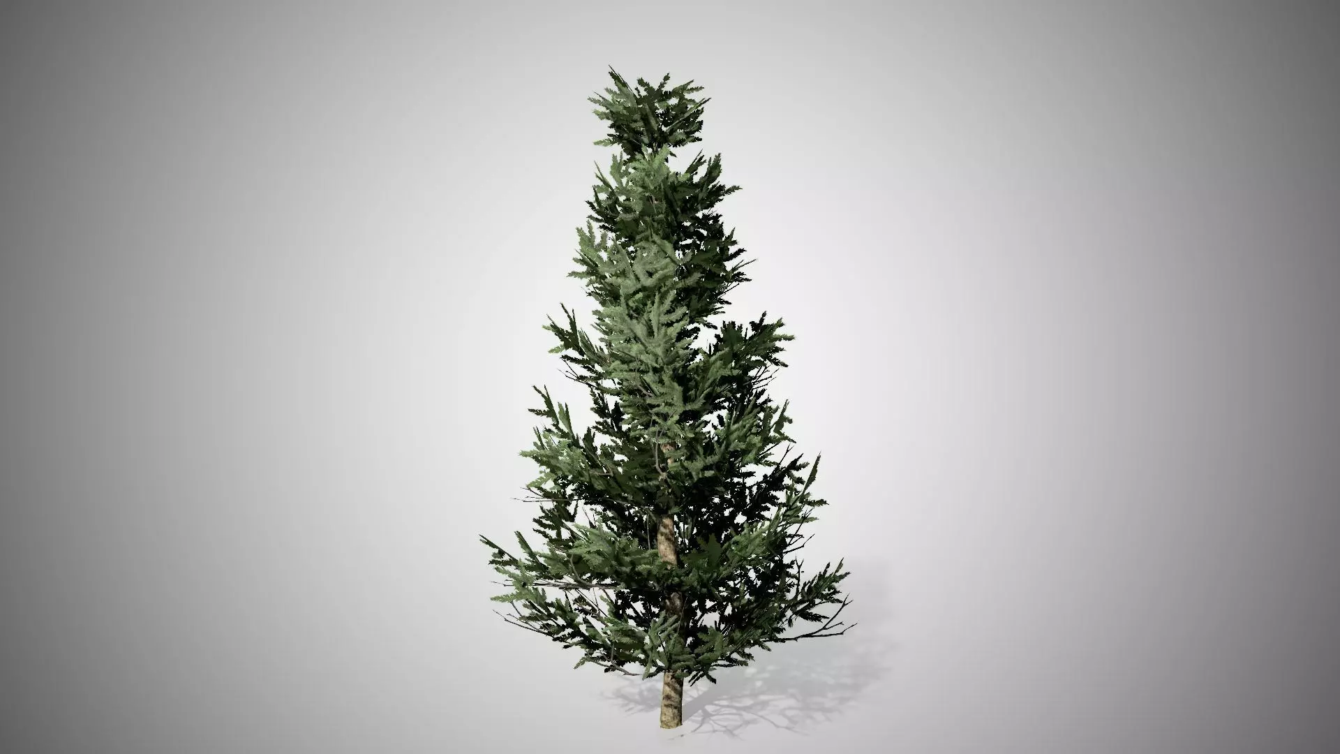 Fraser Fir Tree Low-poly 3D model_0