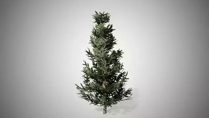 Fraser Fir Tree