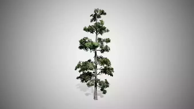 Eastern White Pine Tree