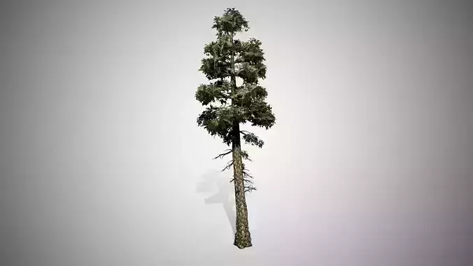 Douglas Fir Tree