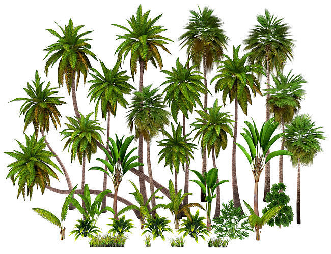 Palms low poly tropical palm trees Low-poly 3D model