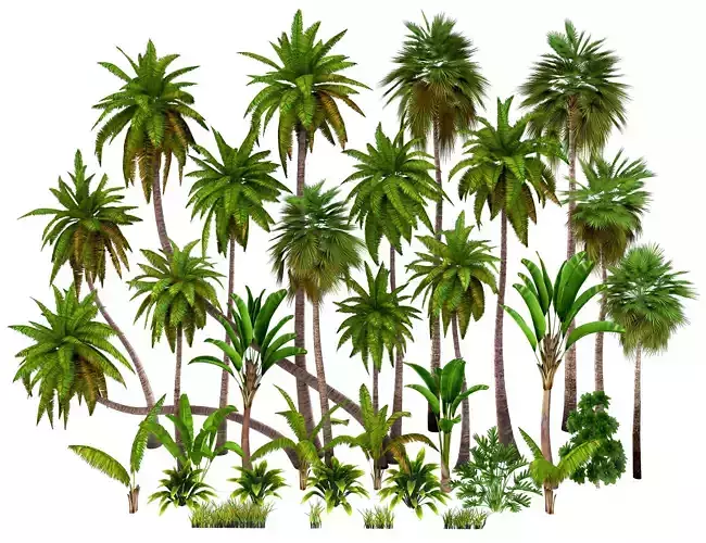 Palms low poly tropical palm trees Low-poly 3D model